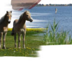 Physiotherapie, Ergotherapie und Wellness whrend Ihres Urlaubes auf der Insel Ummanz - Insel Rgen. Sie haben im normalen Alltag zu wenig Zeit oder Sie mchte einen begonnene Behandlung im Urlaub nicht unterbrechen, dann buchen Sie unsere Ferienwohnung und nehmen unsere Leistungen der Physiotherapie und Ergotherapie in Anspruch. Privat oder auch auf Kassenrezept.